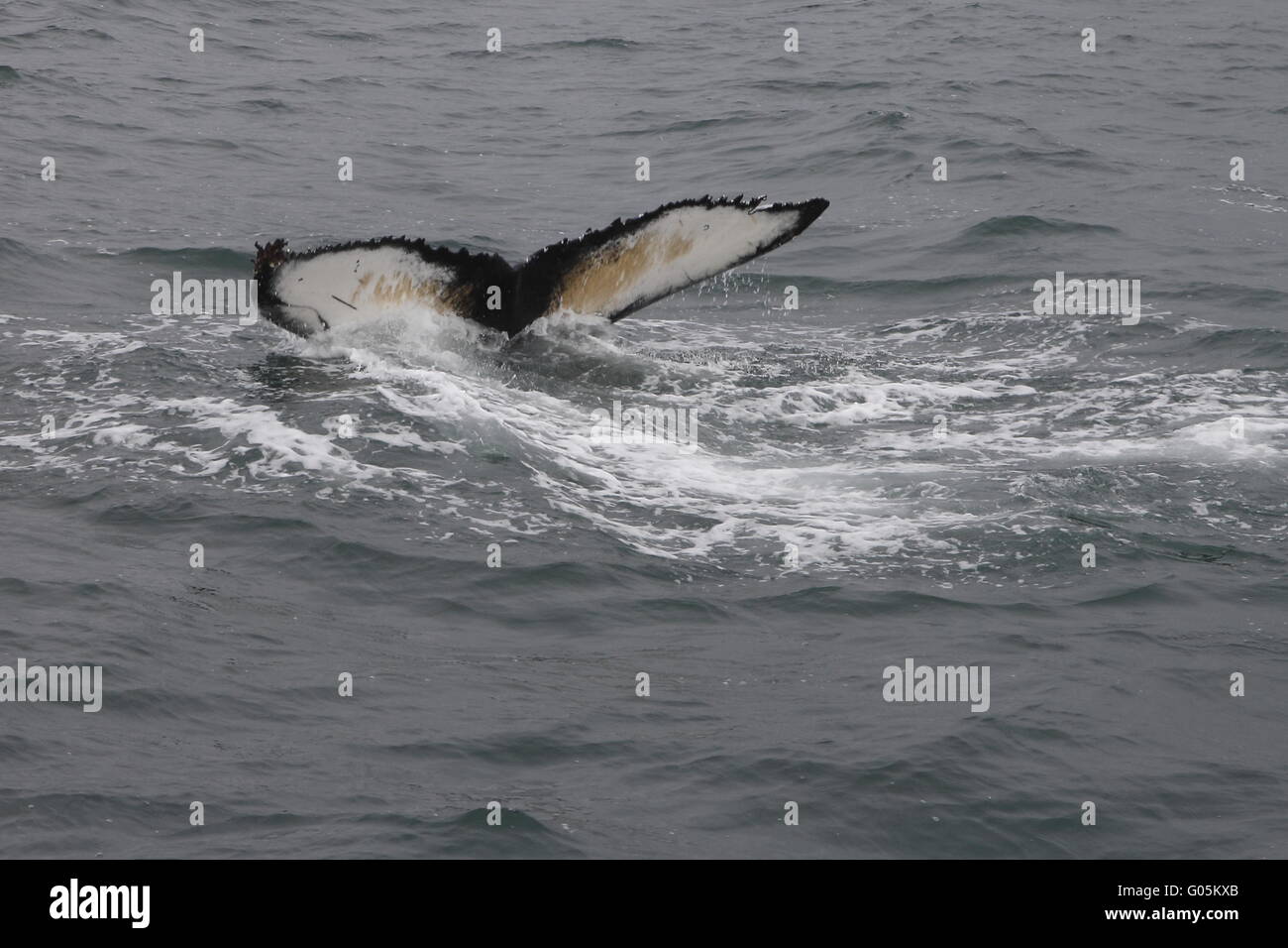 La ballena jorobada (Megaptera novaeangliae) casualidades. El patrón en el jorobado de casualidades se dice que son únicos para una persona. Foto de stock