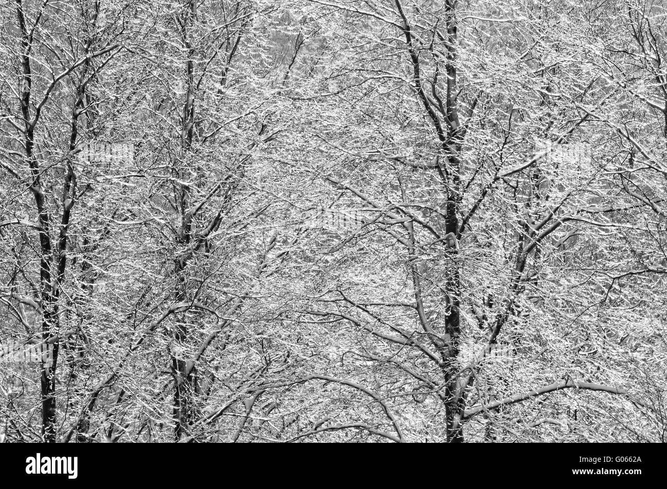 La nieve y el hielo en el bosque de hayas en blanco y negro Foto de stock