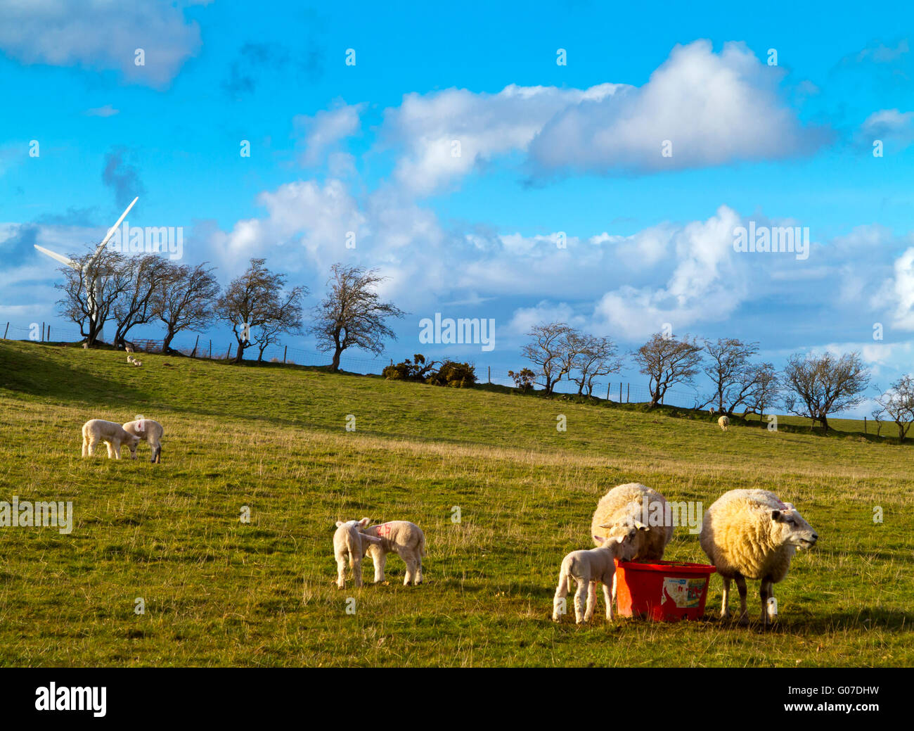 Ovejas pastando en una finca en el distrito de los lagos de Cumbria, en el noroeste de Inglaterra Foto de stock