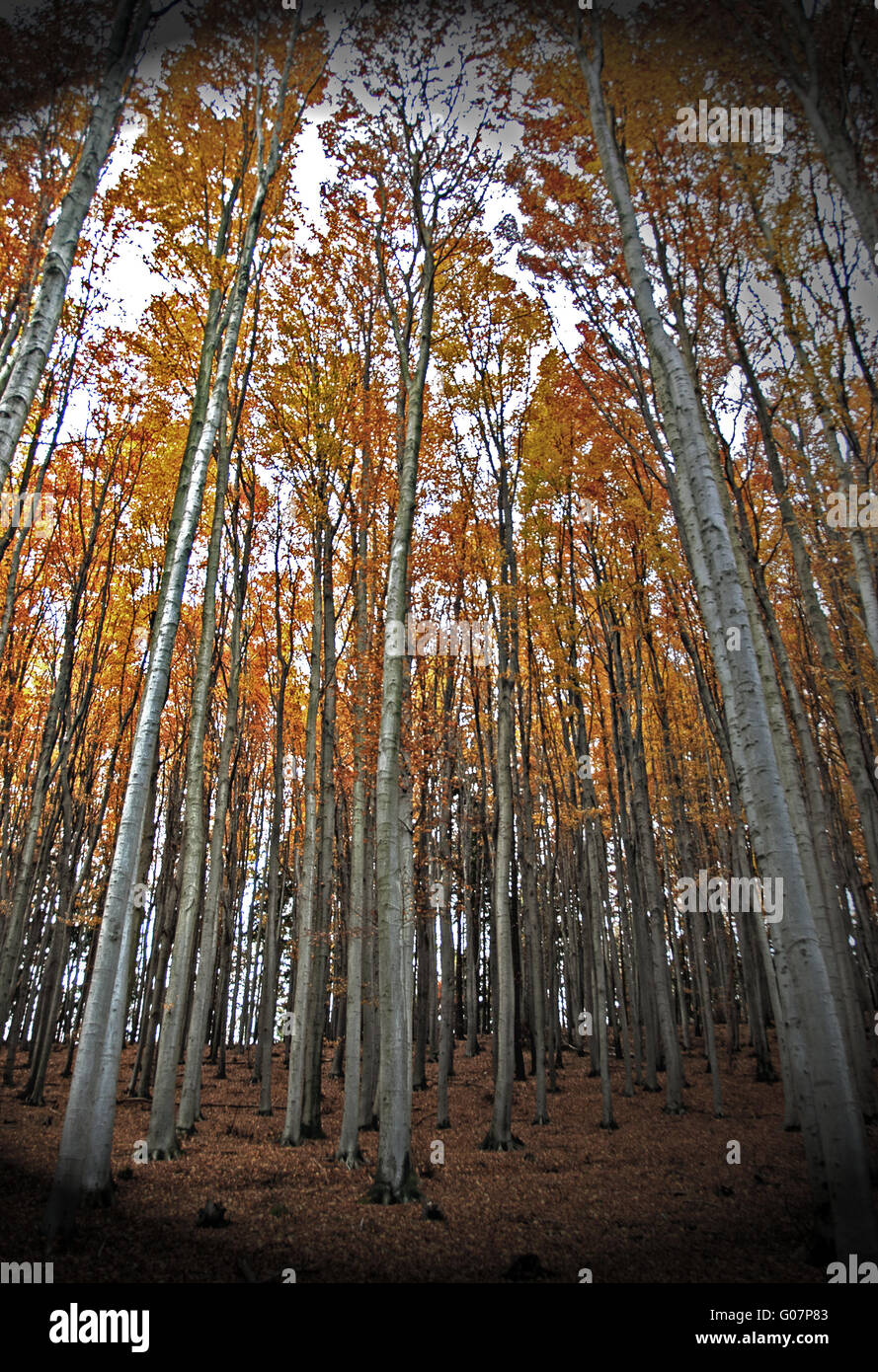 Bosque de hoja ancha fotografías e imágenes de alta resolución Alamy