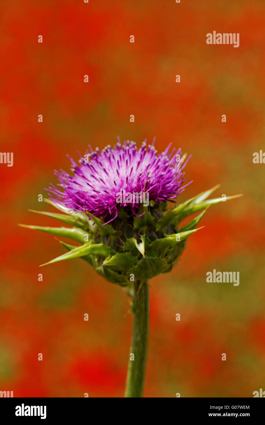 Close-up sobre cardo violeta en campo de amapolas Foto de stock