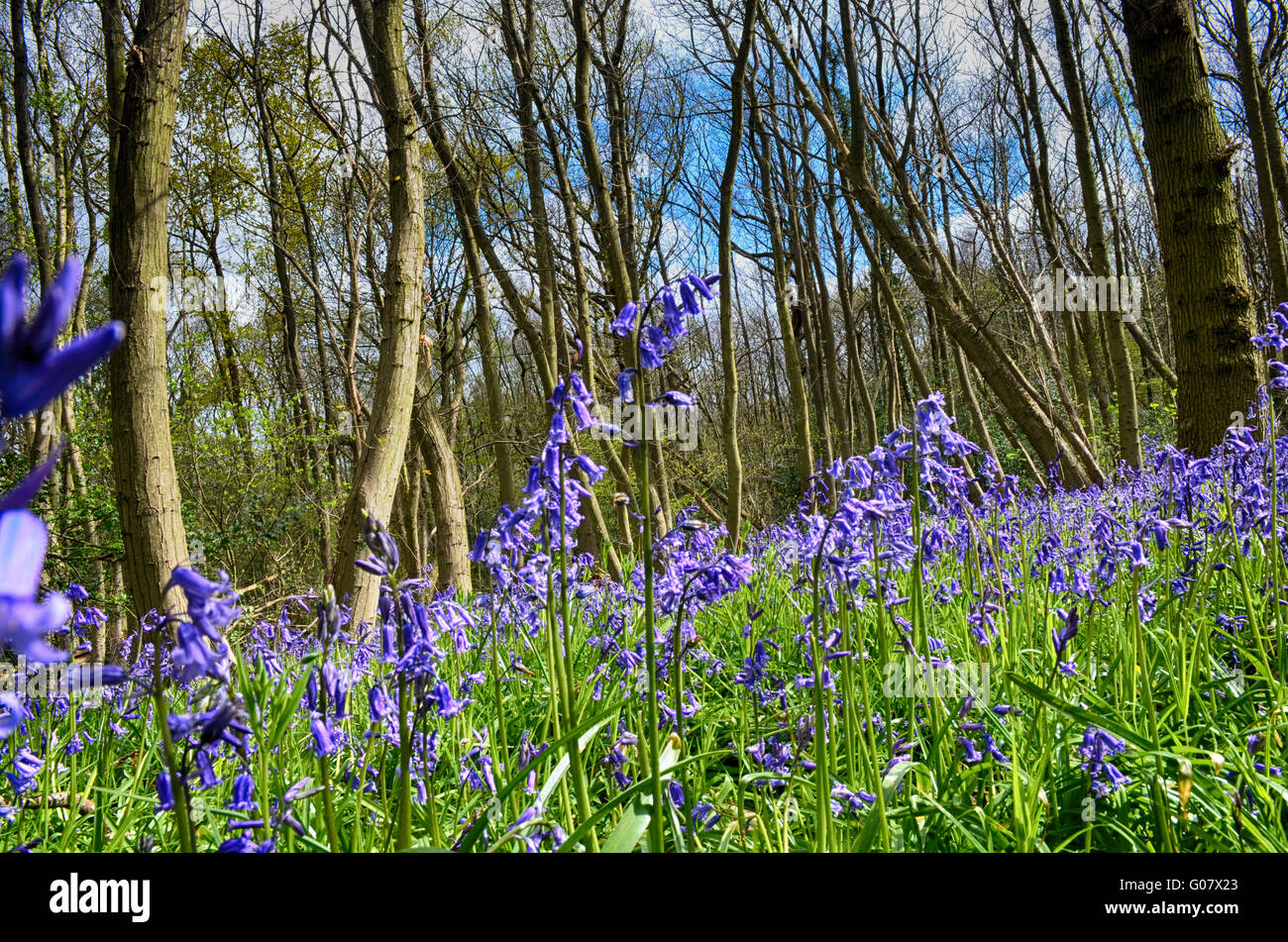 Bluebell Woods en primavera Foto de stock