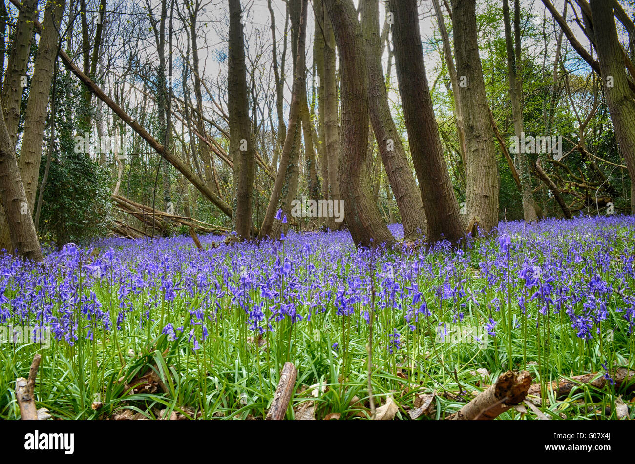 Bluebell Woods en primavera Foto de stock