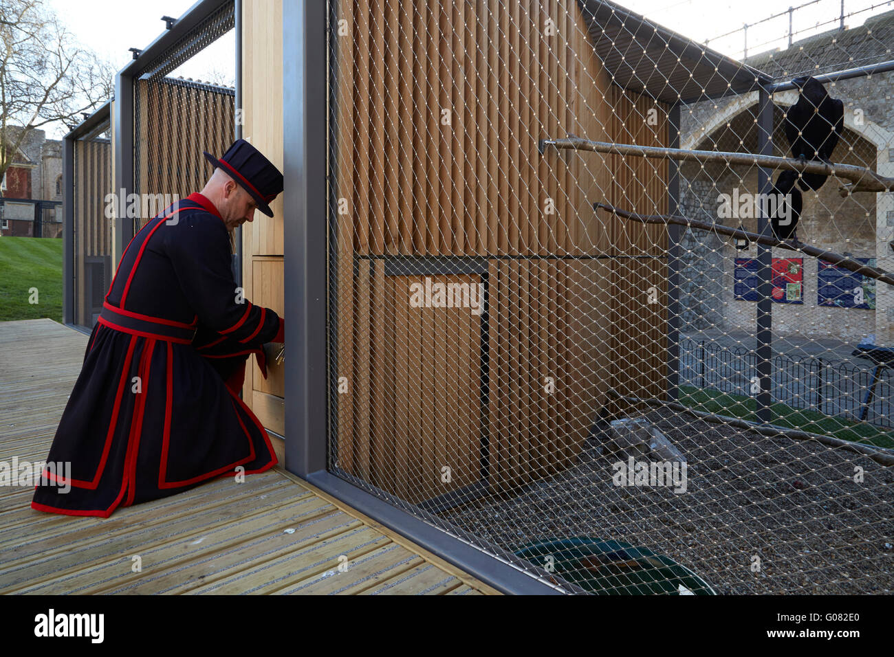 Raven Master en el momento de la alimentación. Cuervos noche gabinetes en la Torre de Londres, Londres, Reino Unido. Arquitecto: llowarch llowarch y arquitectos, 2015. Foto de stock