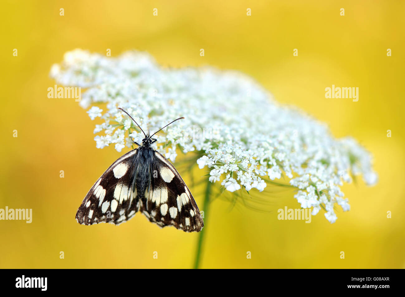 En mármol blanco yarrow Foto de stock