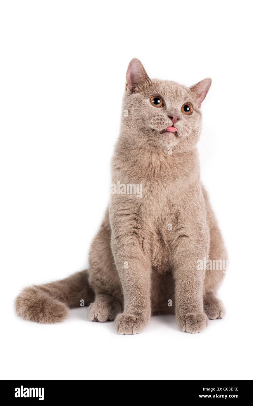 British Shorthaired cat. Foto de stock