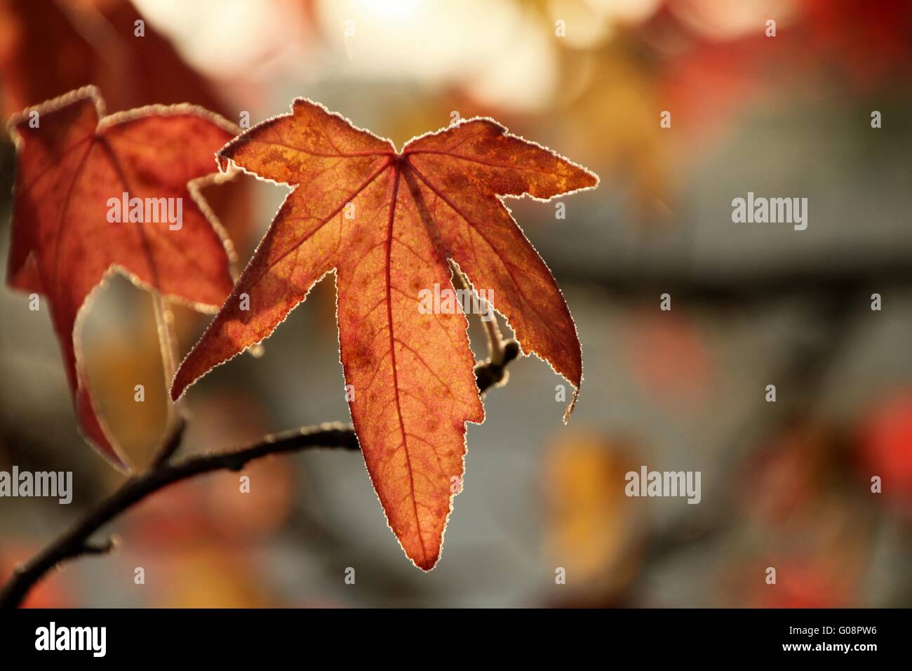 Hojas rojizas en otoño Foto de stock