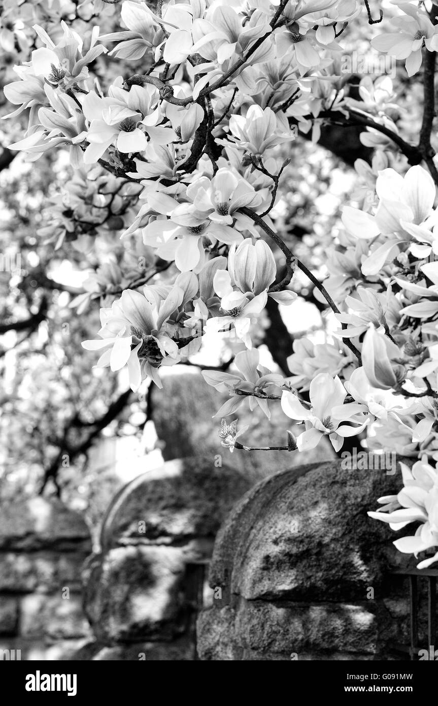 Flor Magnolia encima de la valla en blanco y negro Foto de stock