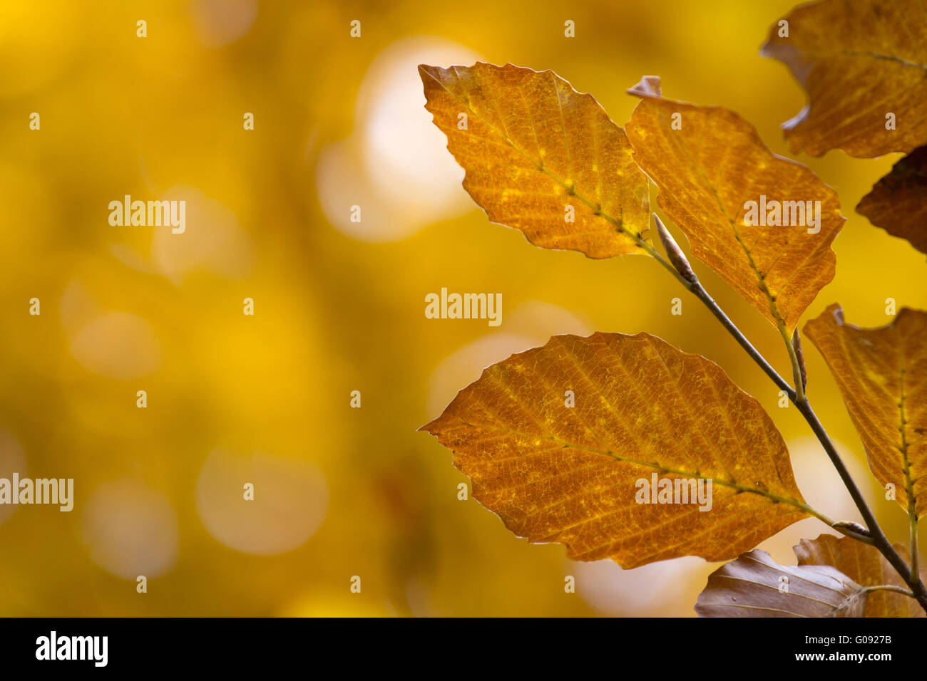 Planta de naranja fotografías e imágenes de alta resolución - Alamy