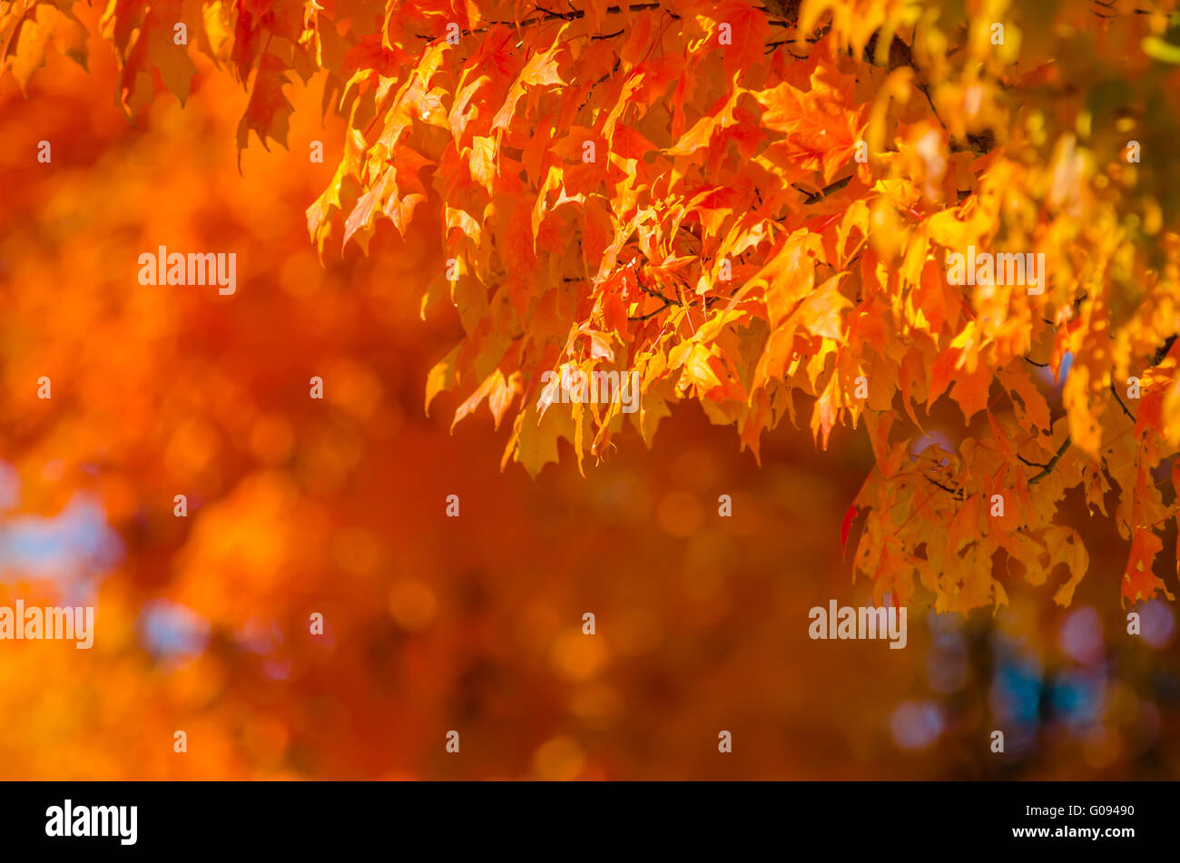 Colores de otoño en el sur de los límites de la ciudad, a finales de noviembre Foto de stock