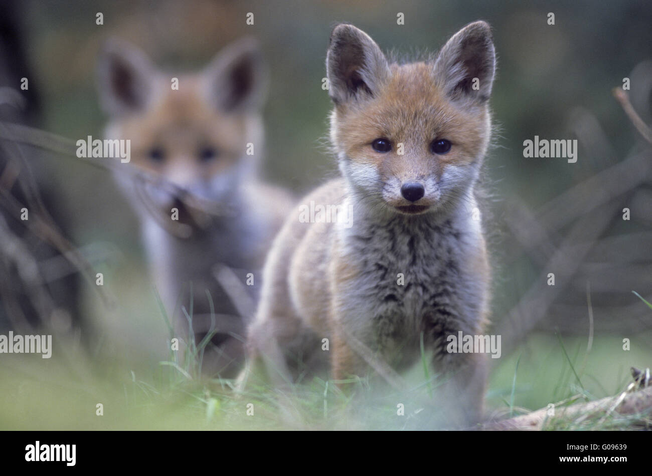 Kits de Red Fox observando atentamente el fotógrafo Foto de stock