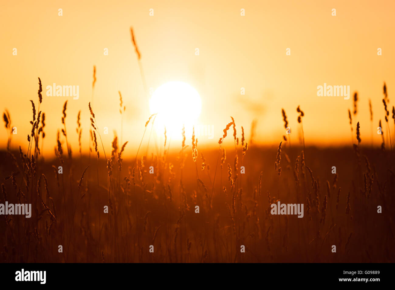 Fondo de pasto de verano de ensueño al atardecer Foto de stock