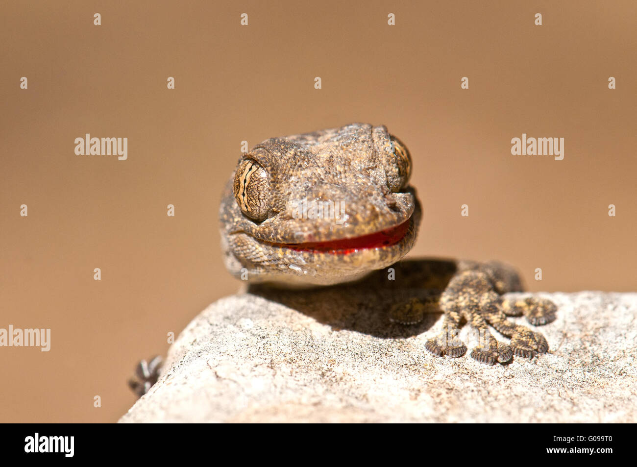Ptyodactylus guttatus, Ventilador-fingered gecko Foto de stock