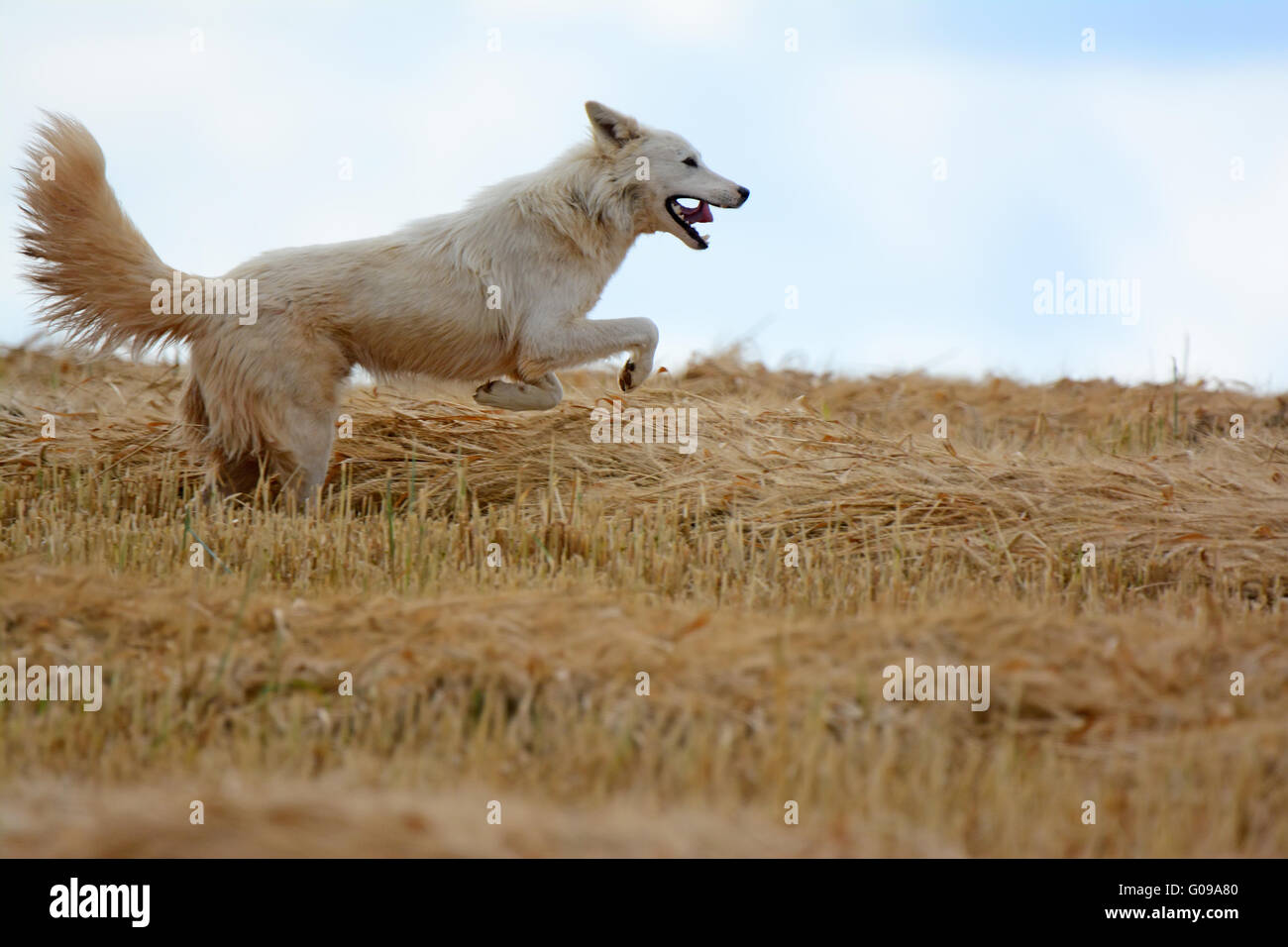 Perro blanco ejecutar feliz en el campo Foto de stock