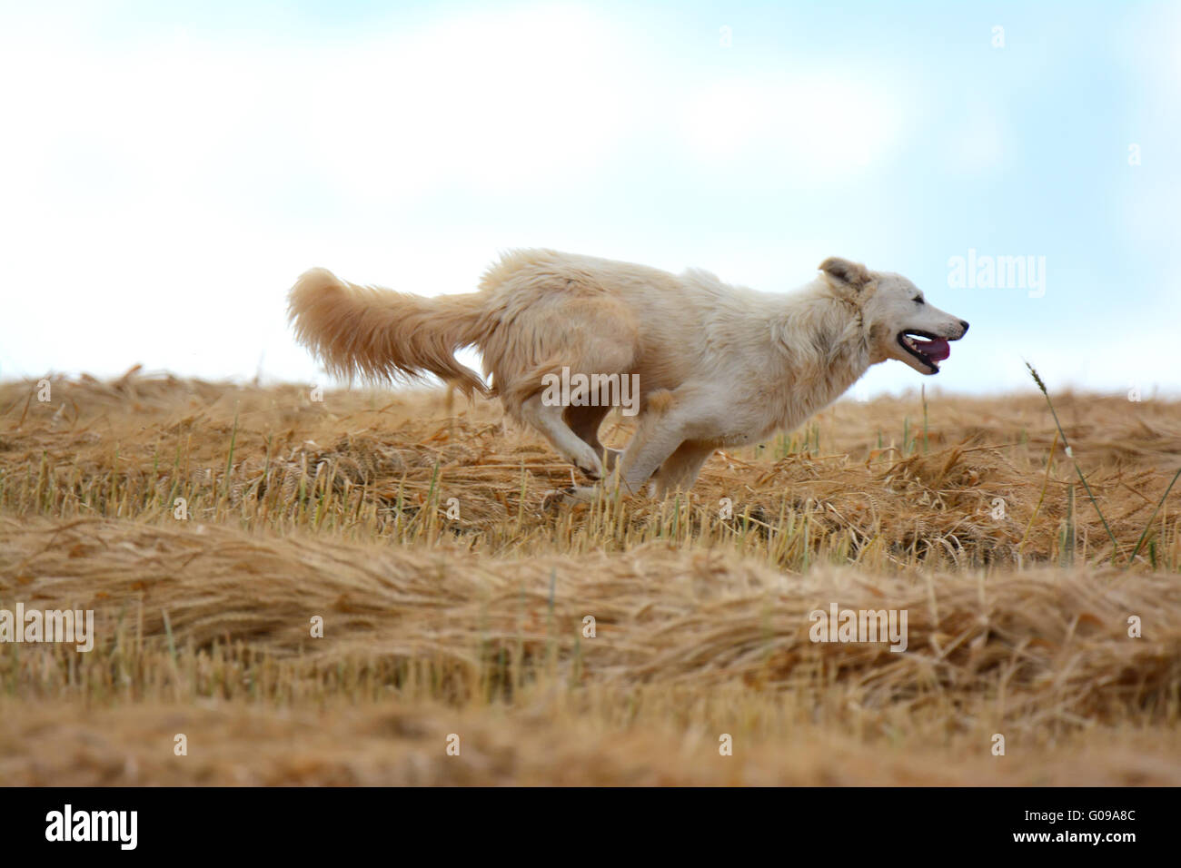 Perro blanco ejecutar feliz en el campo Foto de stock