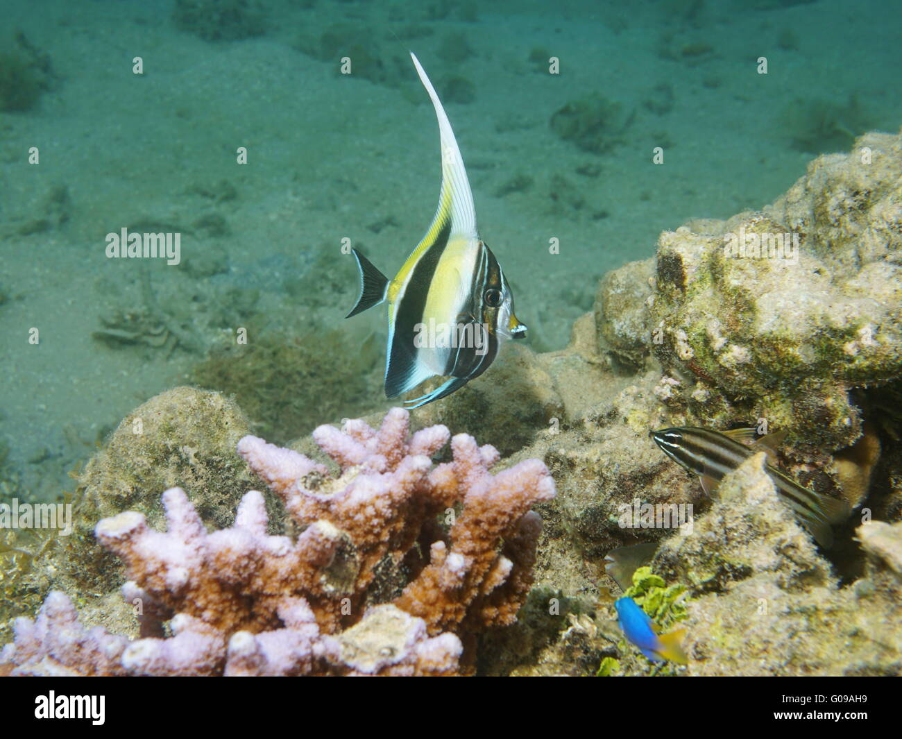 Un ídolo morisco de peces juveniles, Zanclus cornutus, Océano Pacífico, subacuática en la laguna de Huahine, en la Polinesia Francesa Foto de stock
