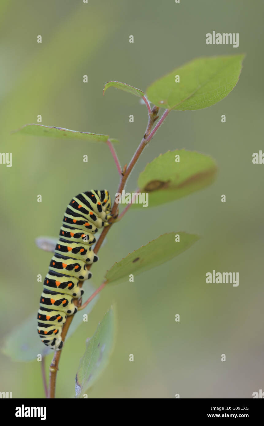 Especie del viejo mundo (Papilio machaon), caterpill Foto de stock