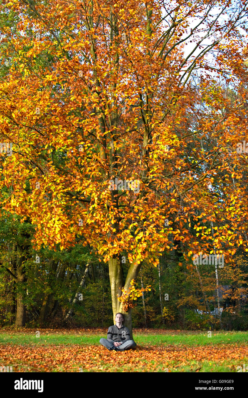 Colores del árbol del otoño Foto de stock