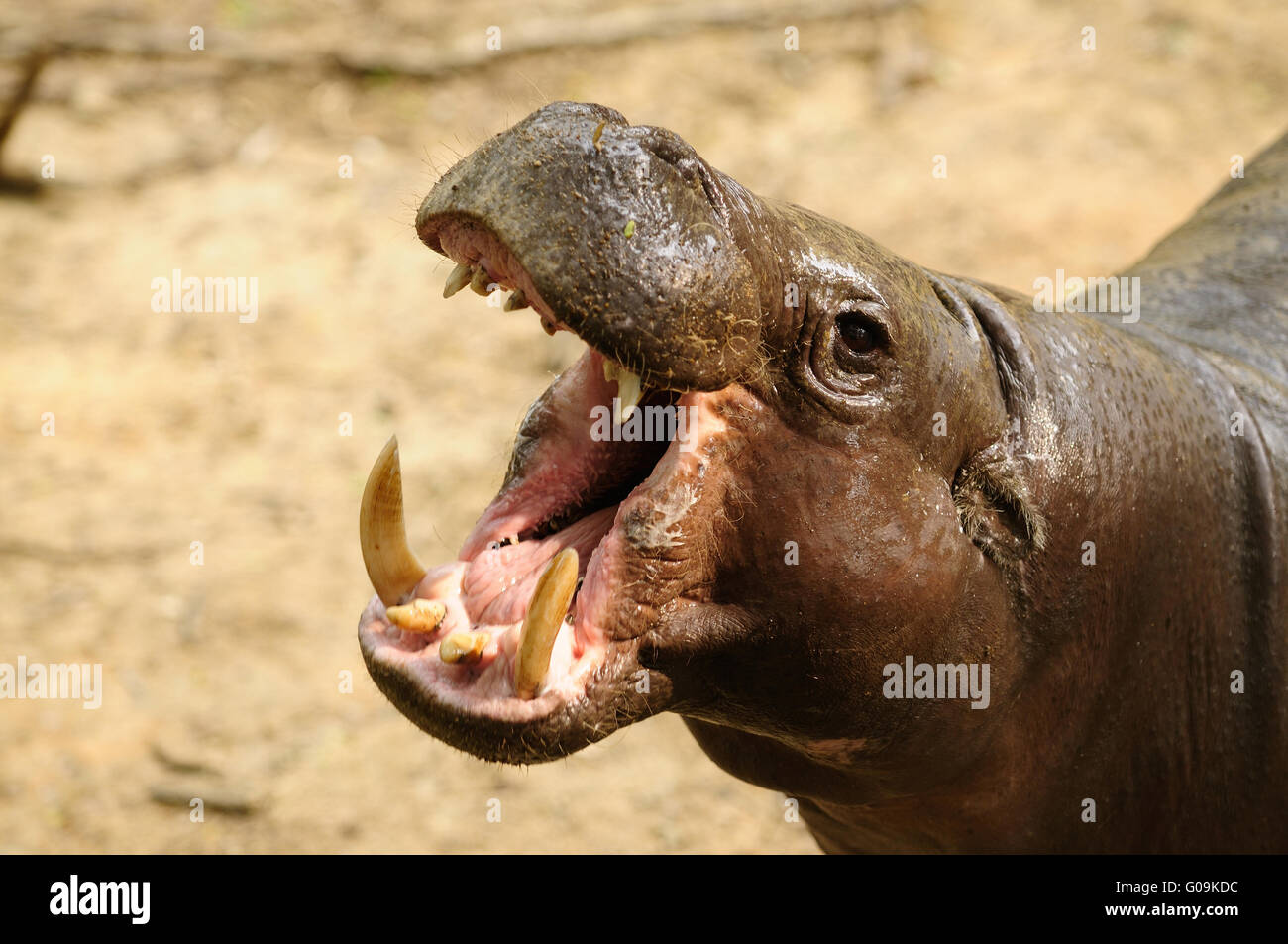 Rhino Foto de stock