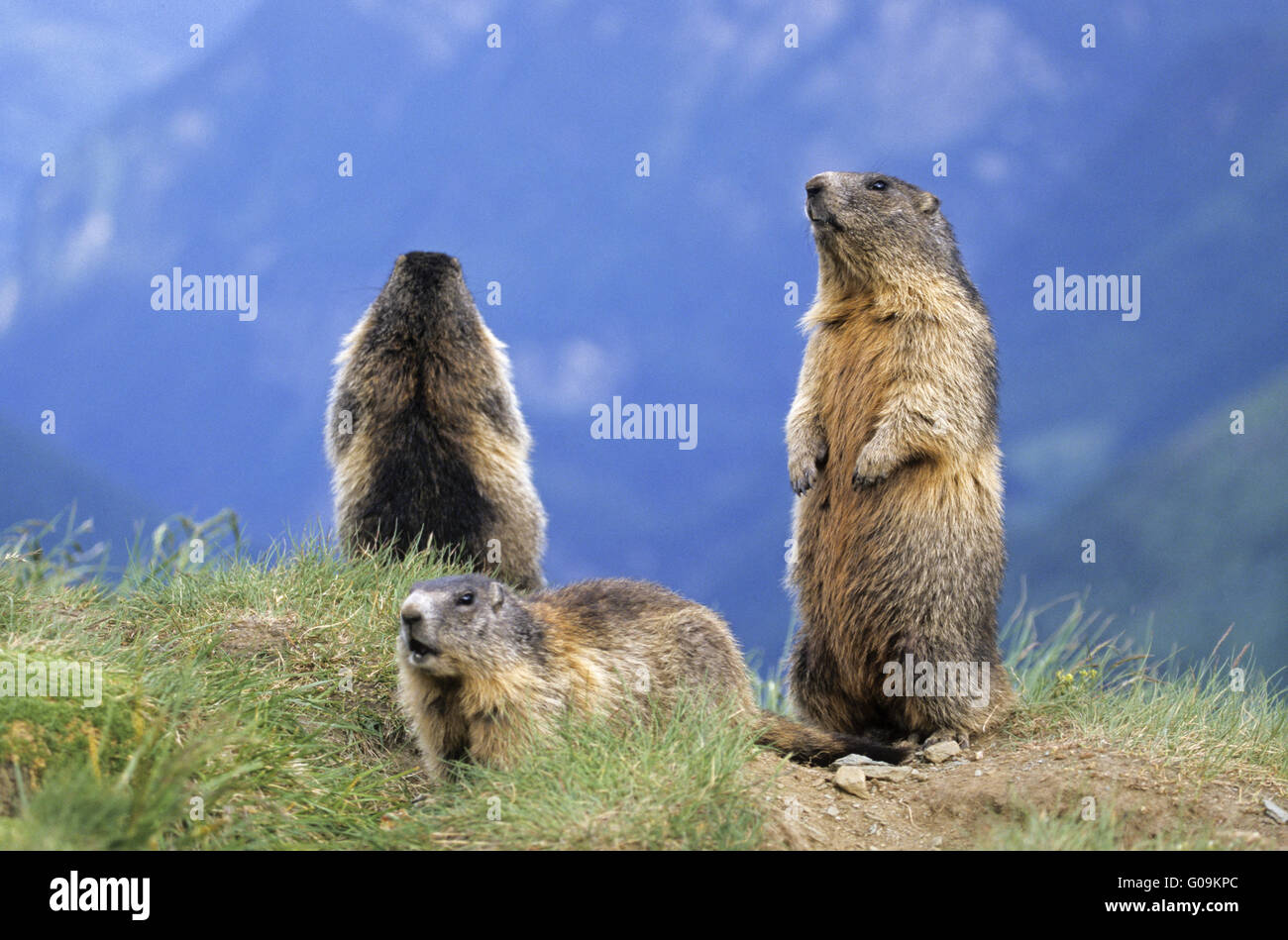 Mantenimiento de la Marmota alpina buscando enemigos naturales Foto de stock
