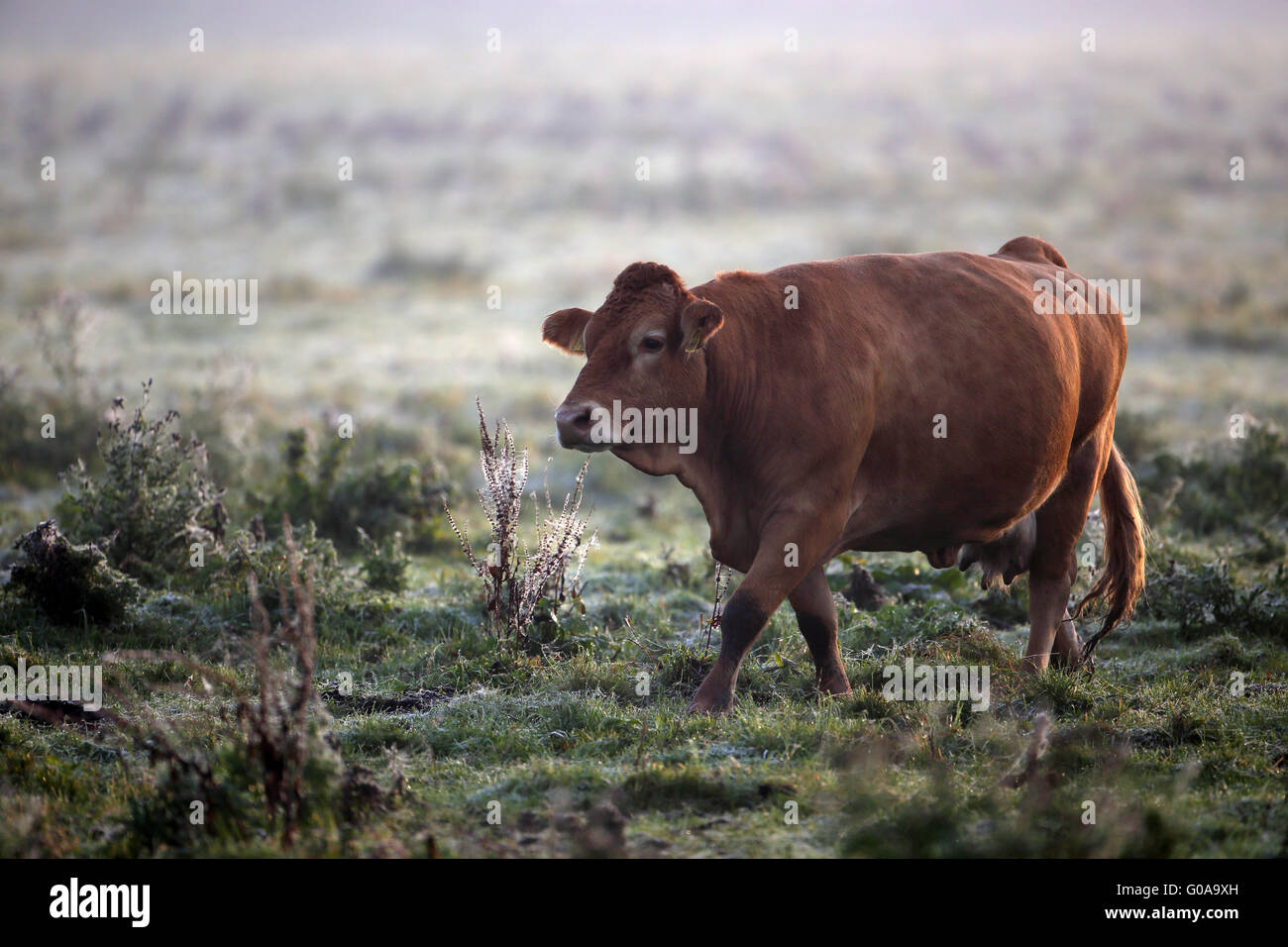 Pastoreo de vacas lecheras al amanecer, en el norte de Alemania Foto de stock
