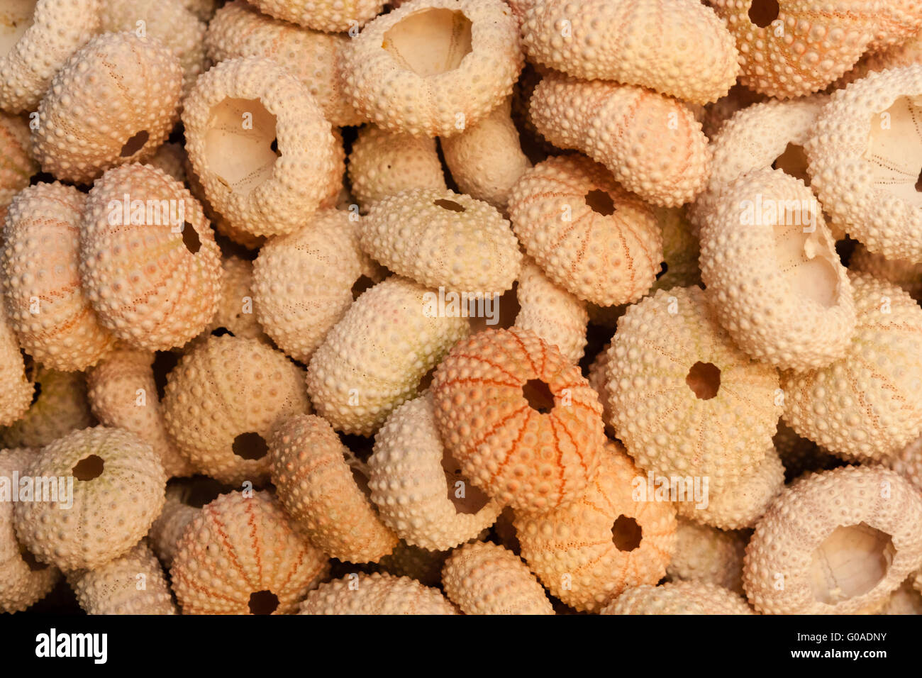 Montón de conchas de mar Foto de stock