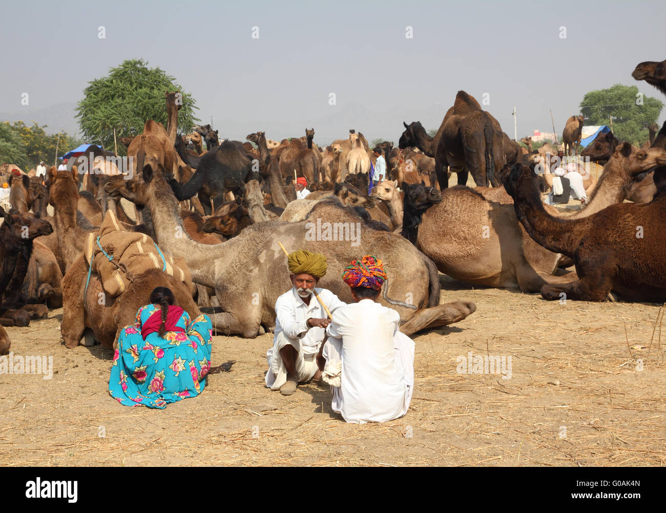 Pushkar Camel Fair - vendedores de camellos durante el festival Foto de stock