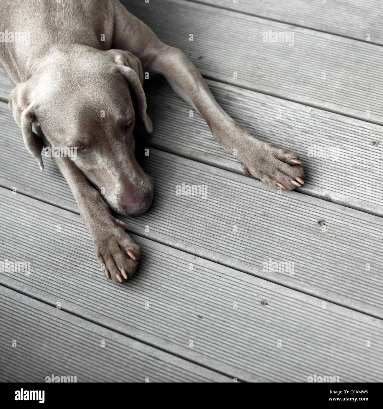 Perro descansa sobre un piso de madera Foto de stock