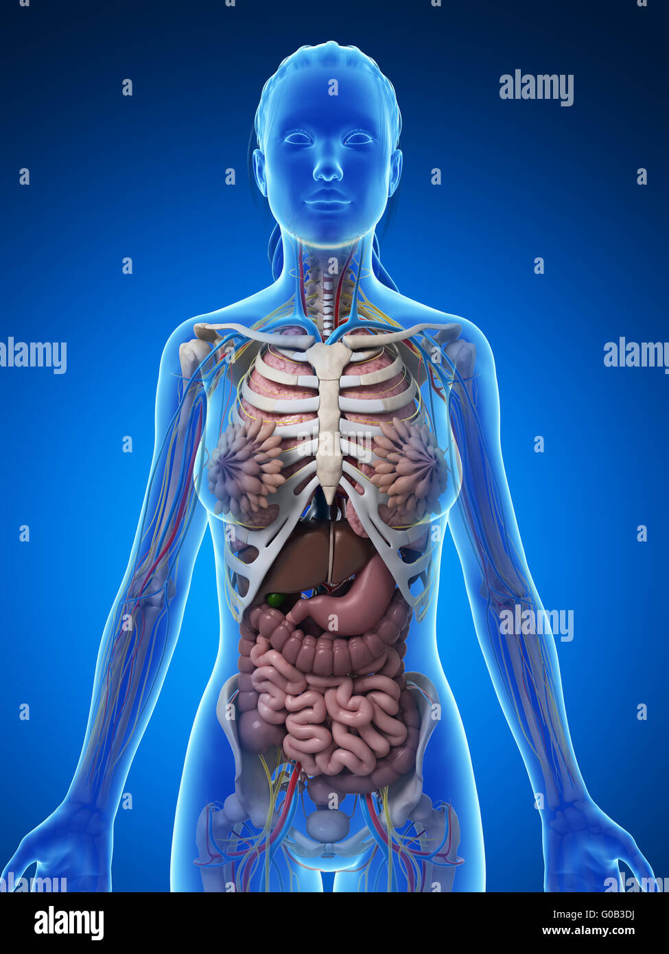 Ilustración 3d De La Anatomía Femenina Fotografía De Stock Alamy