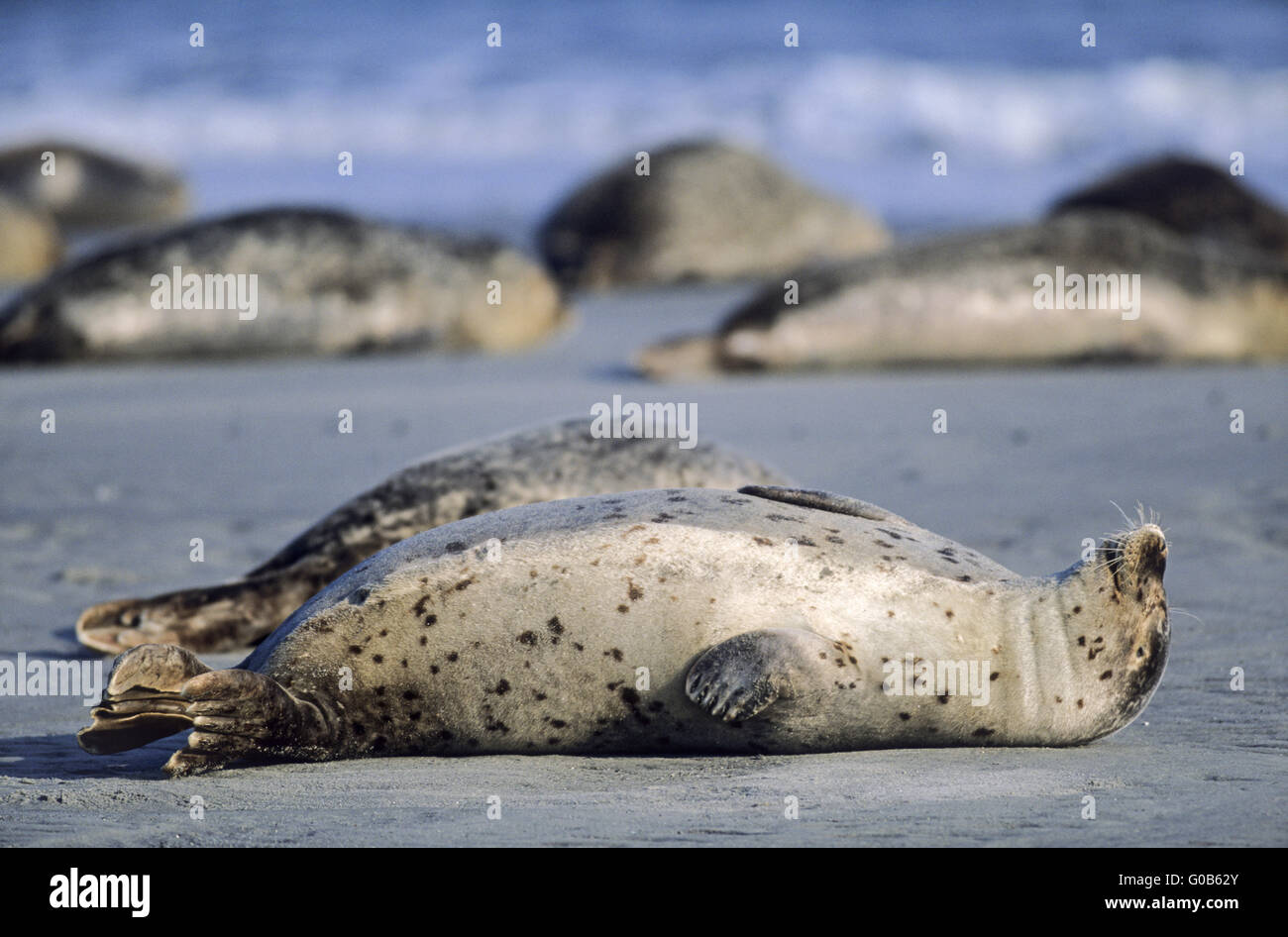 Los sellos comunes tumbado en la playa Foto de stock