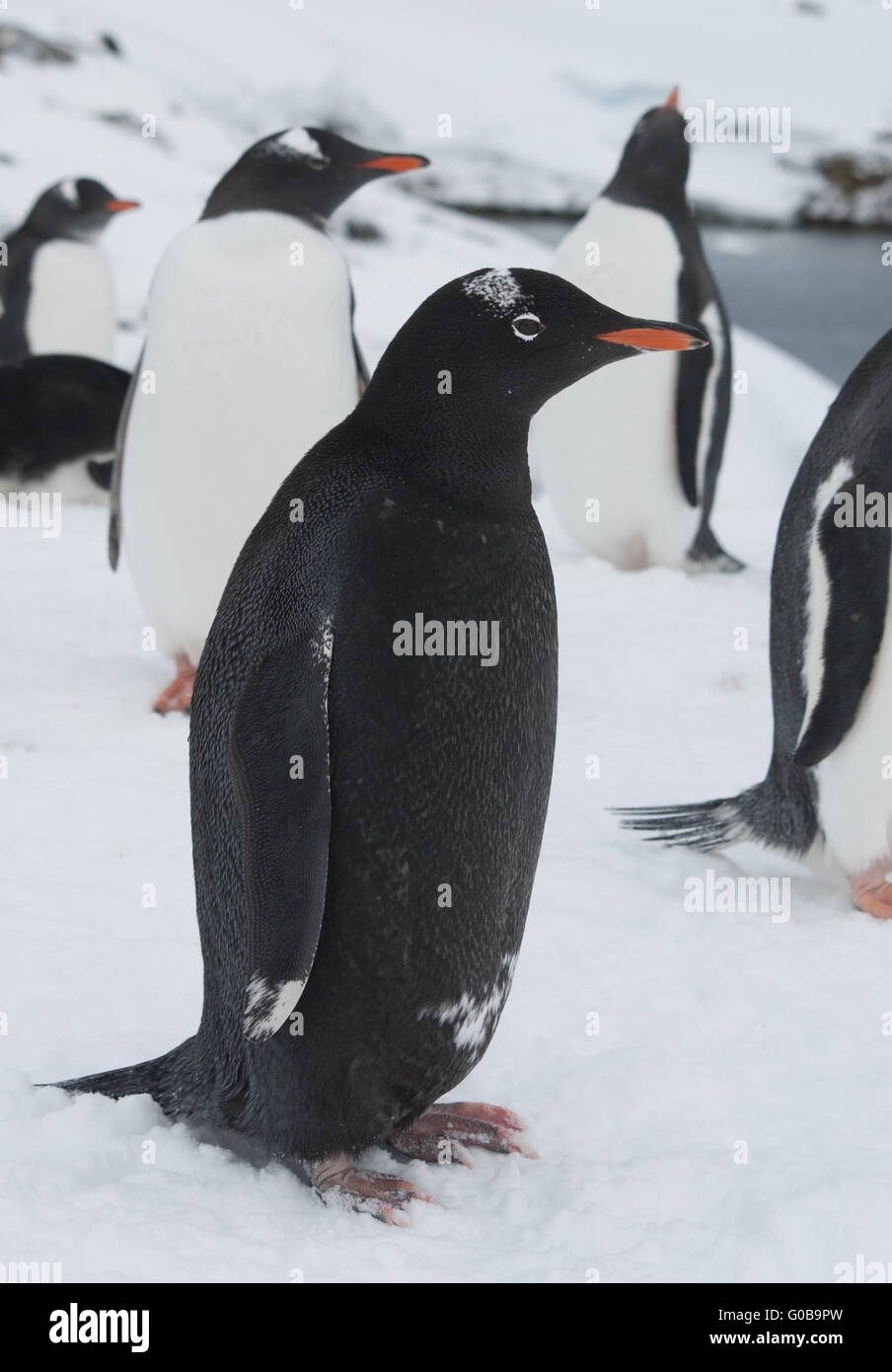 Melanistic pingüinos Gentoo - negro. Foto de stock