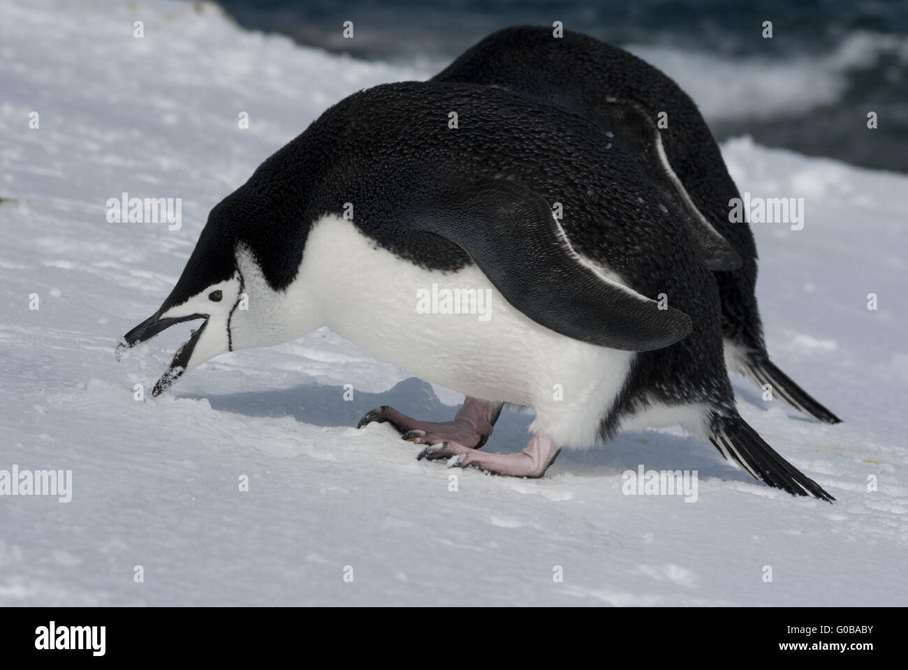 Pingüino Antártico comiendo nieve. Foto de stock