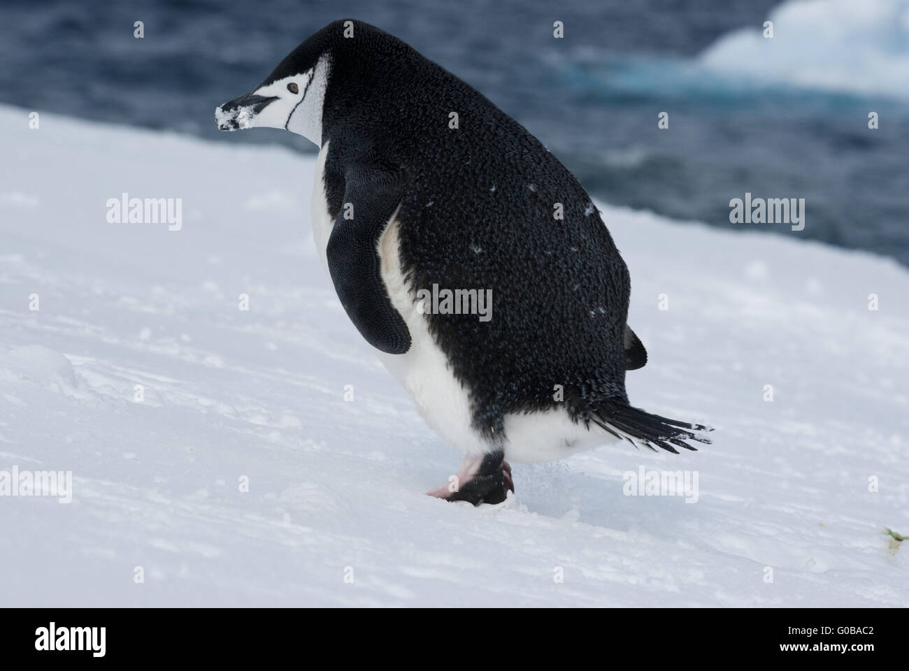 Escapar de los pingüinos. Foto de stock