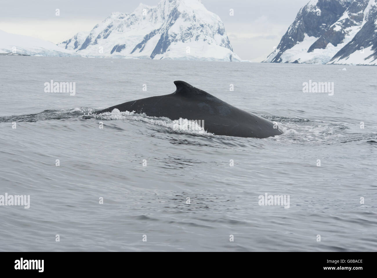 Una ballena en el Océano Austral-4. Foto de stock