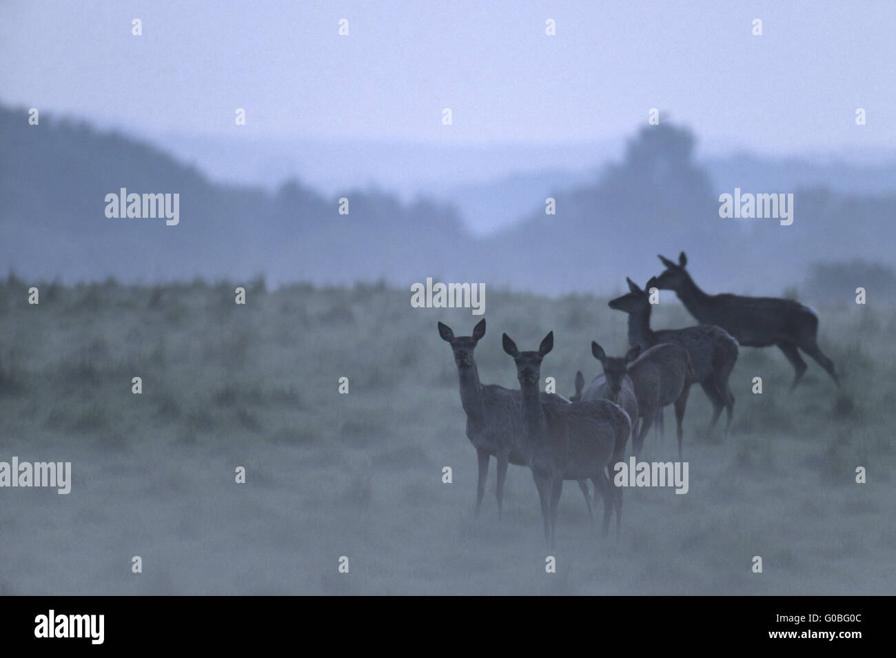 Red Deer hinds en crepúsculo y por la noche la niebla Foto de stock