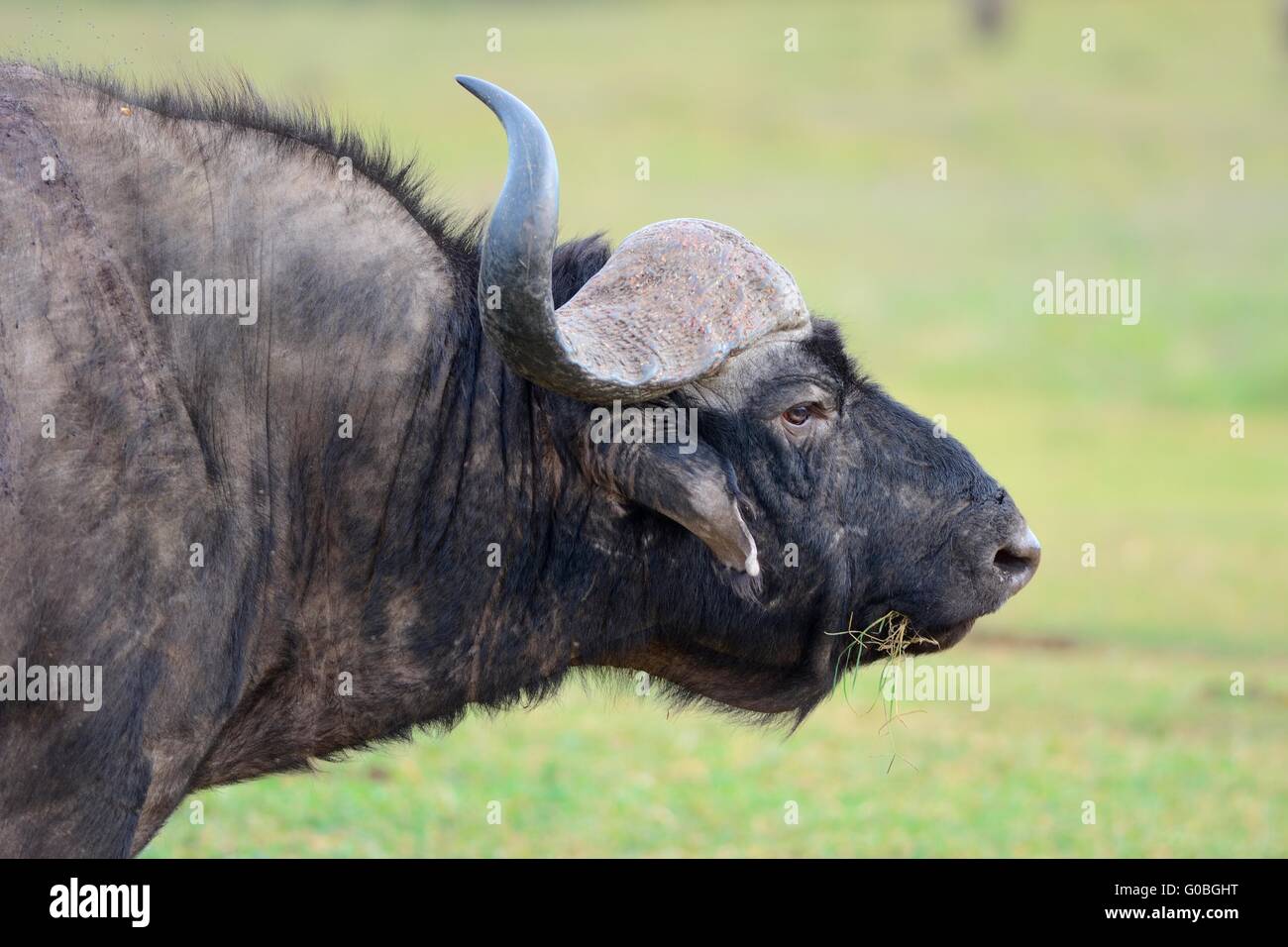 El búfalo africano (Syncerus o Cape búfalo caffer), retrato animal, Parque Nacional Addo, Eastern Cape, Sudáfrica, África Foto de stock