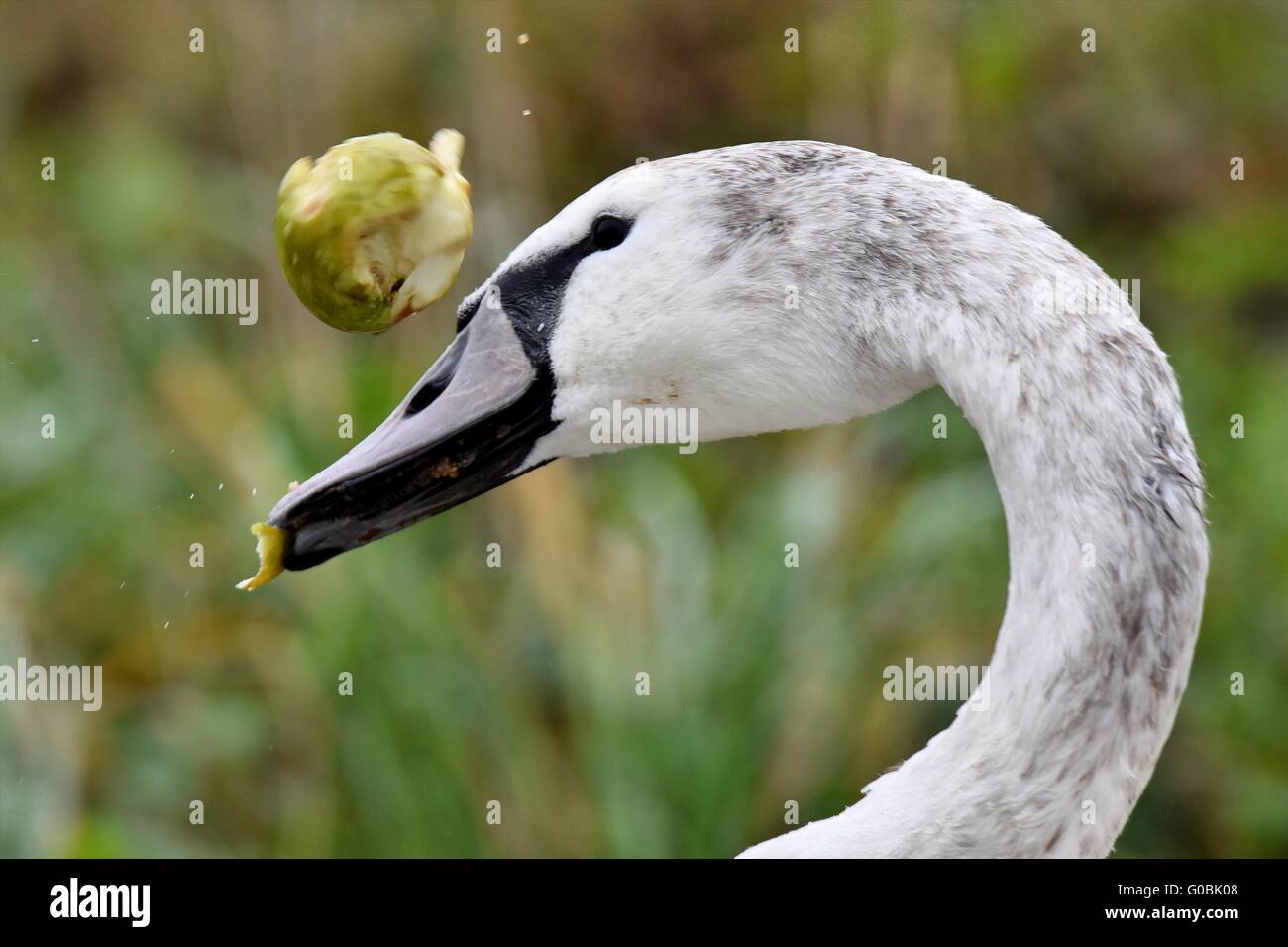 Cisne joven jugando con una manzana Foto de stock