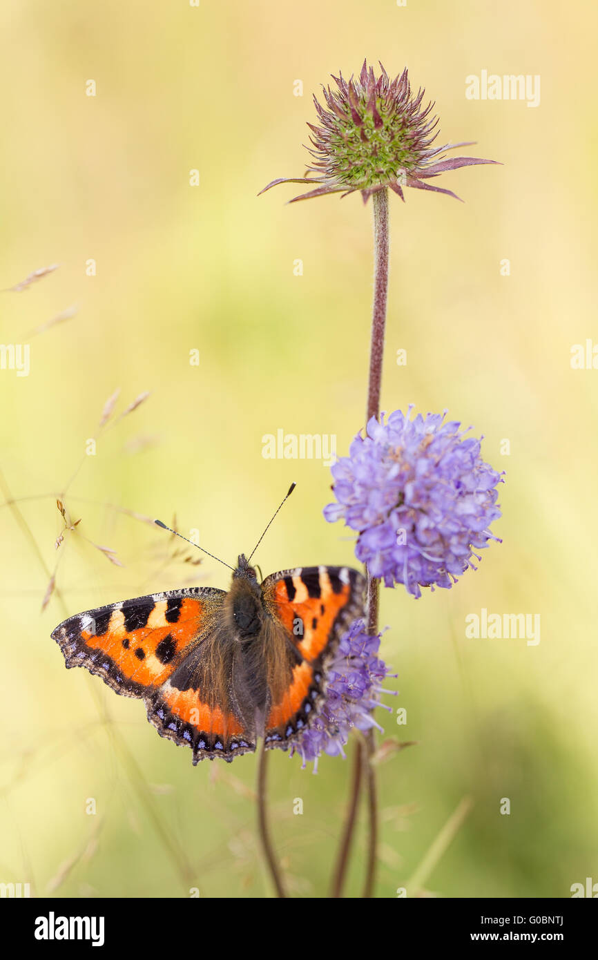 Small tortoiseshell (mariposa) Foto de stock