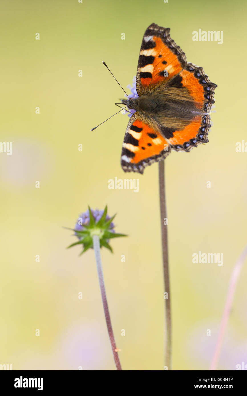 Small tortoiseshell (mariposa) Foto de stock