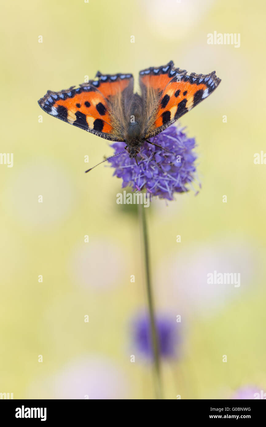 Small tortoiseshell (mariposa) Foto de stock