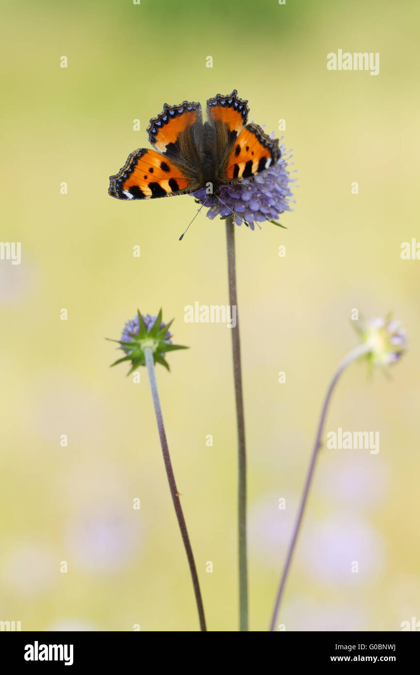 Small tortoiseshell (mariposa) Foto de stock