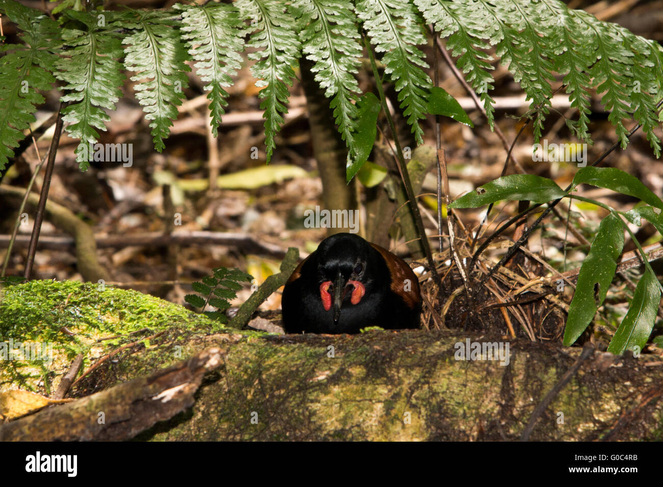 La Isla Norte es un wattlebird saddleback en el grupo de aves paseriformes y es endémico de Nueva Zelanda. Foto de stock
