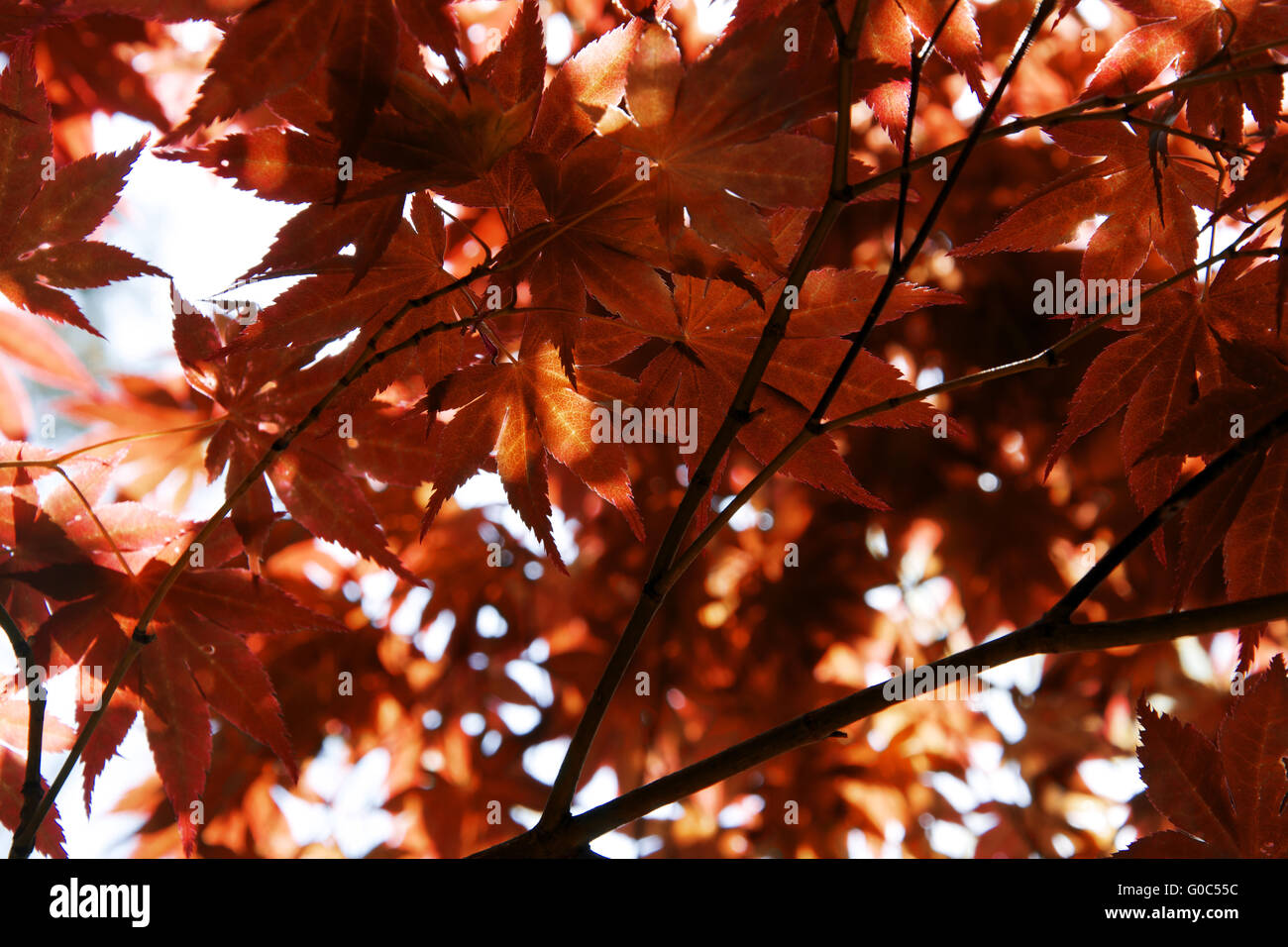 El follaje de otoño en japonés Foto de stock