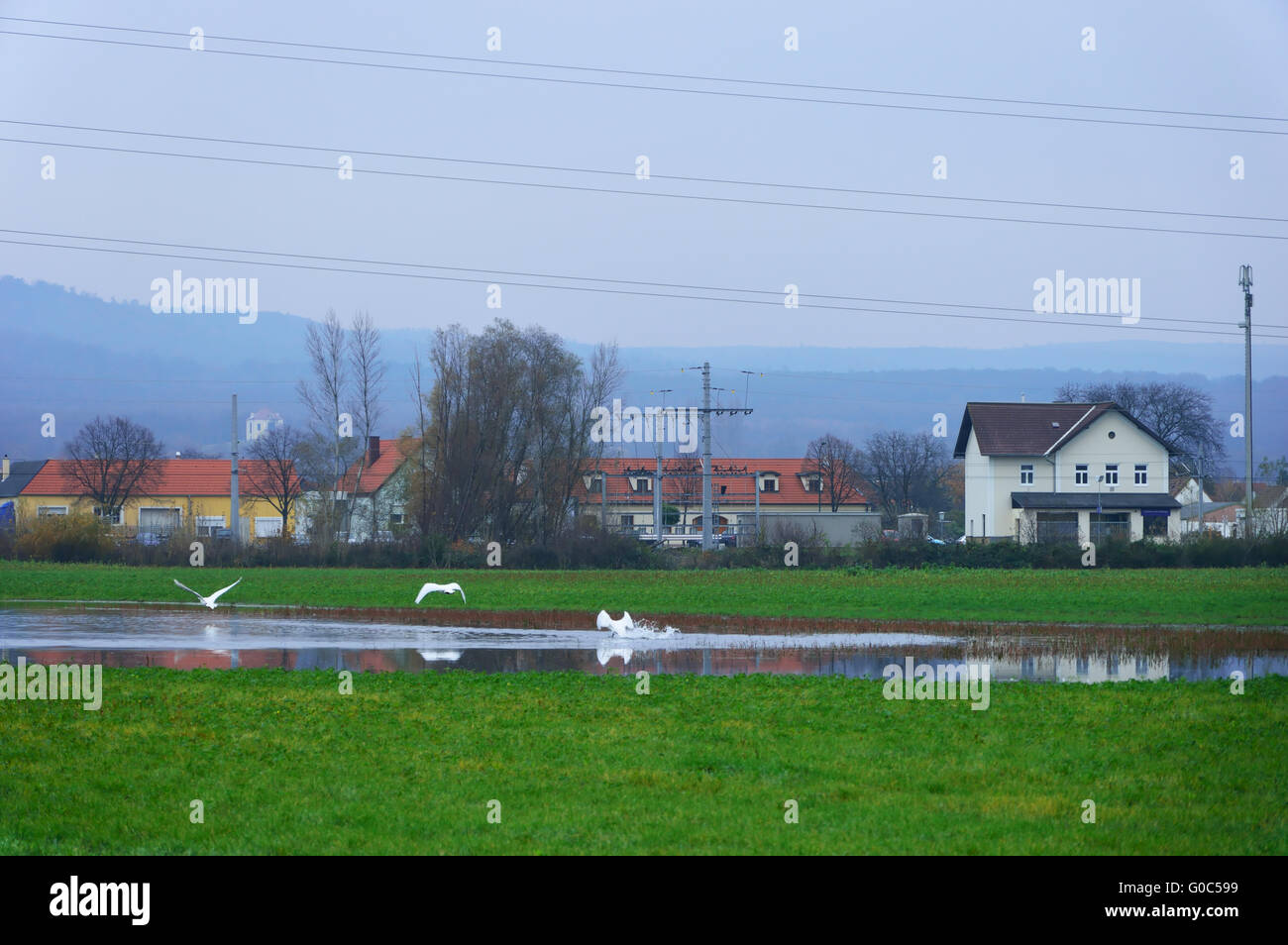 Tres cisnes aterrizando en el estanque en frente de una vill Foto de stock
