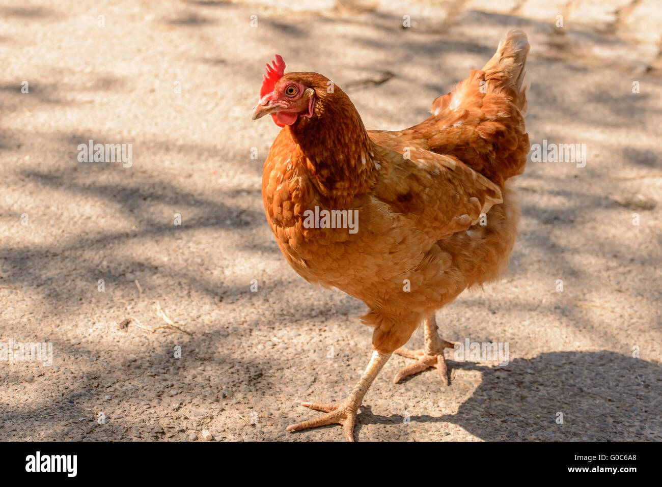 Pollo rojo caminando, Alemania Foto de stock