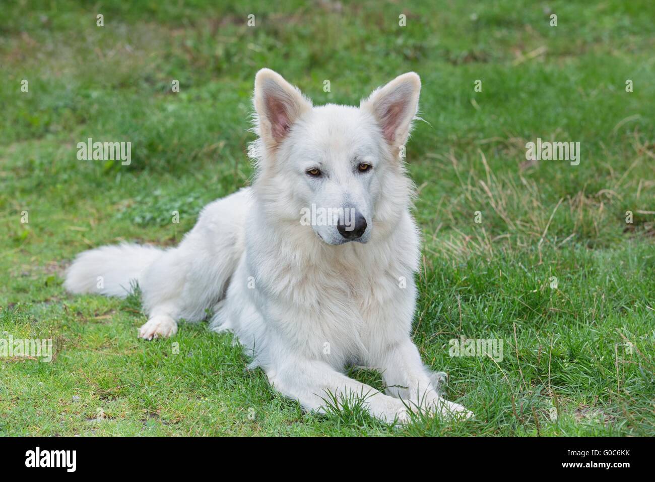 Perro pastor blanco suizo fotografías e imágenes de alta resolución - Alamy