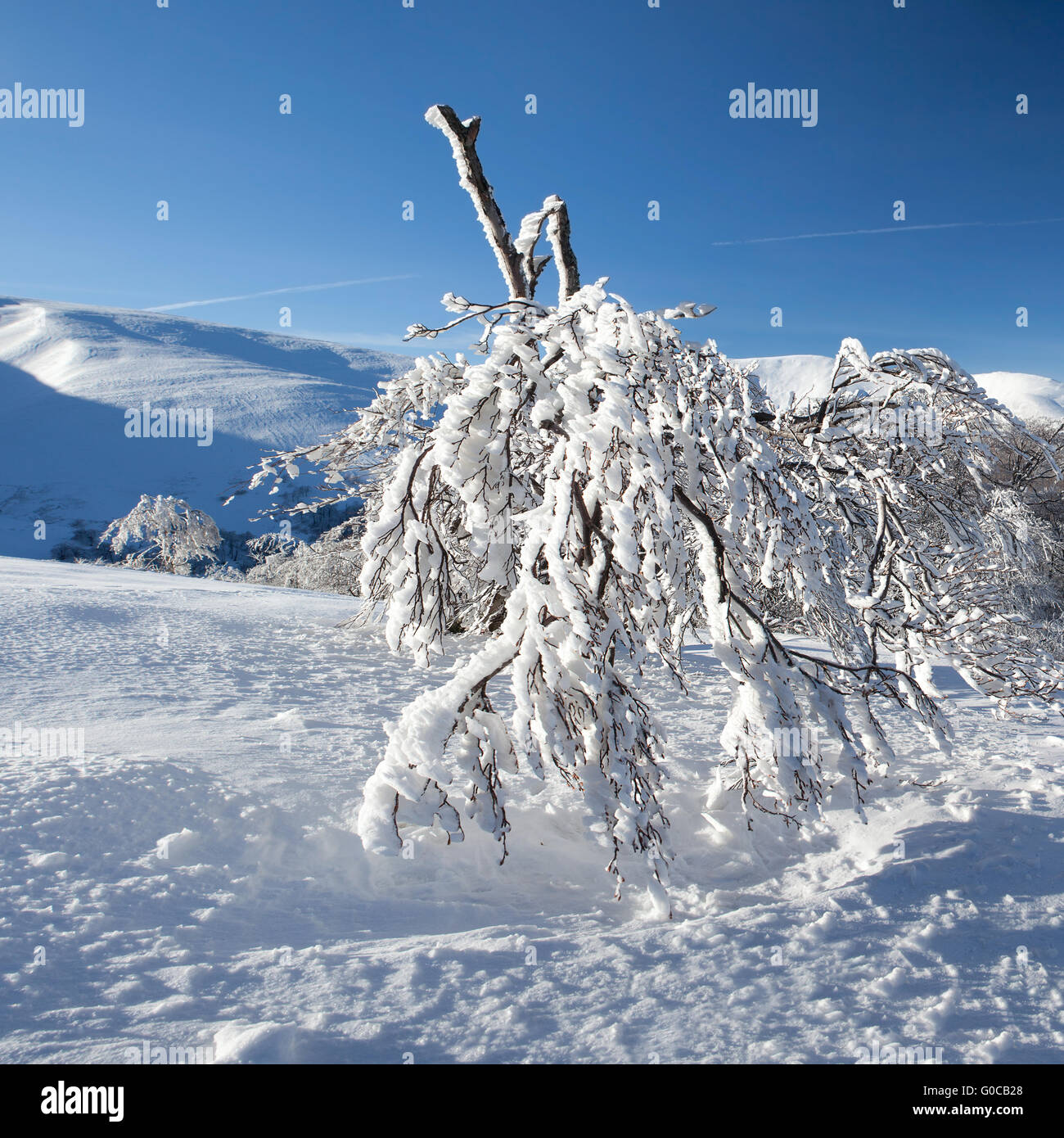 En invierno el paisaje de montaña con abetos en la colina Foto de stock