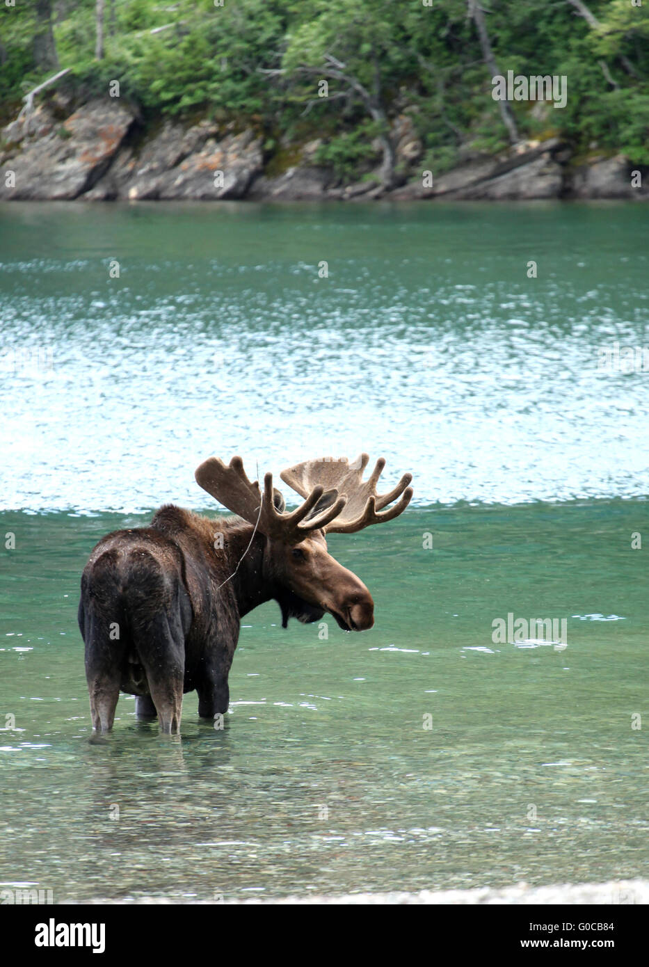 Moose en un lago cerca Foto de stock