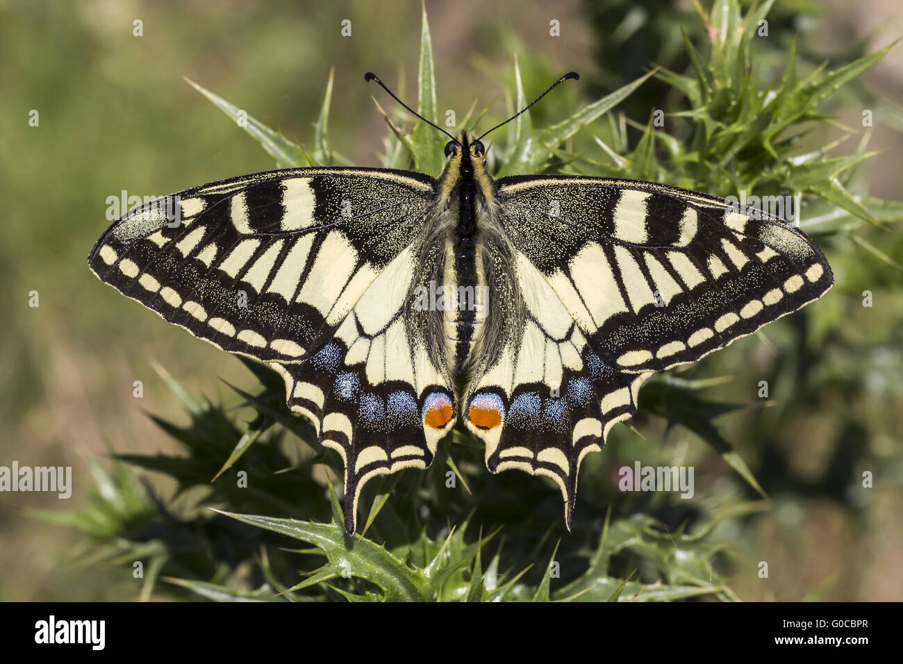 Papilio machaon, especie de mariposa de Europa Foto de stock