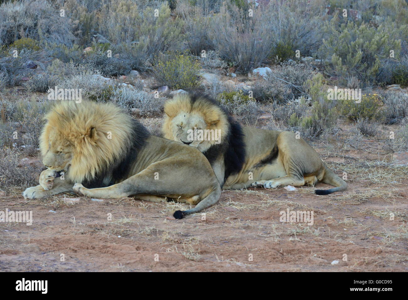 Un par de leones aguarï negro al atardecer en Sudáfrica Foto de stock